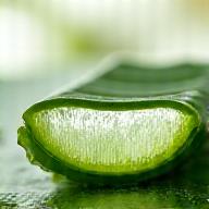 肉厚なオーガニックアロエベラの葉